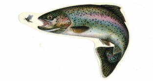 Sticker Rainbow Trout large